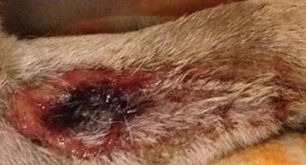 Alabama rot - Anderson Moores copyright