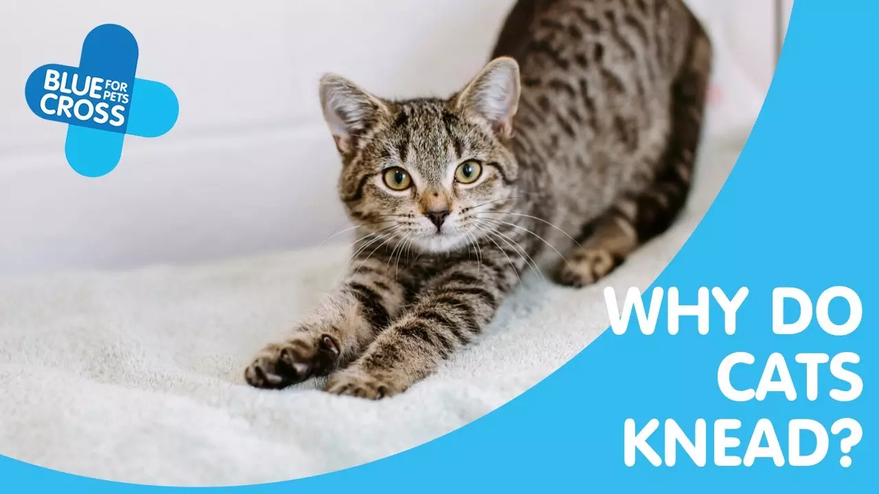 Why do cats paw their bed hotsell