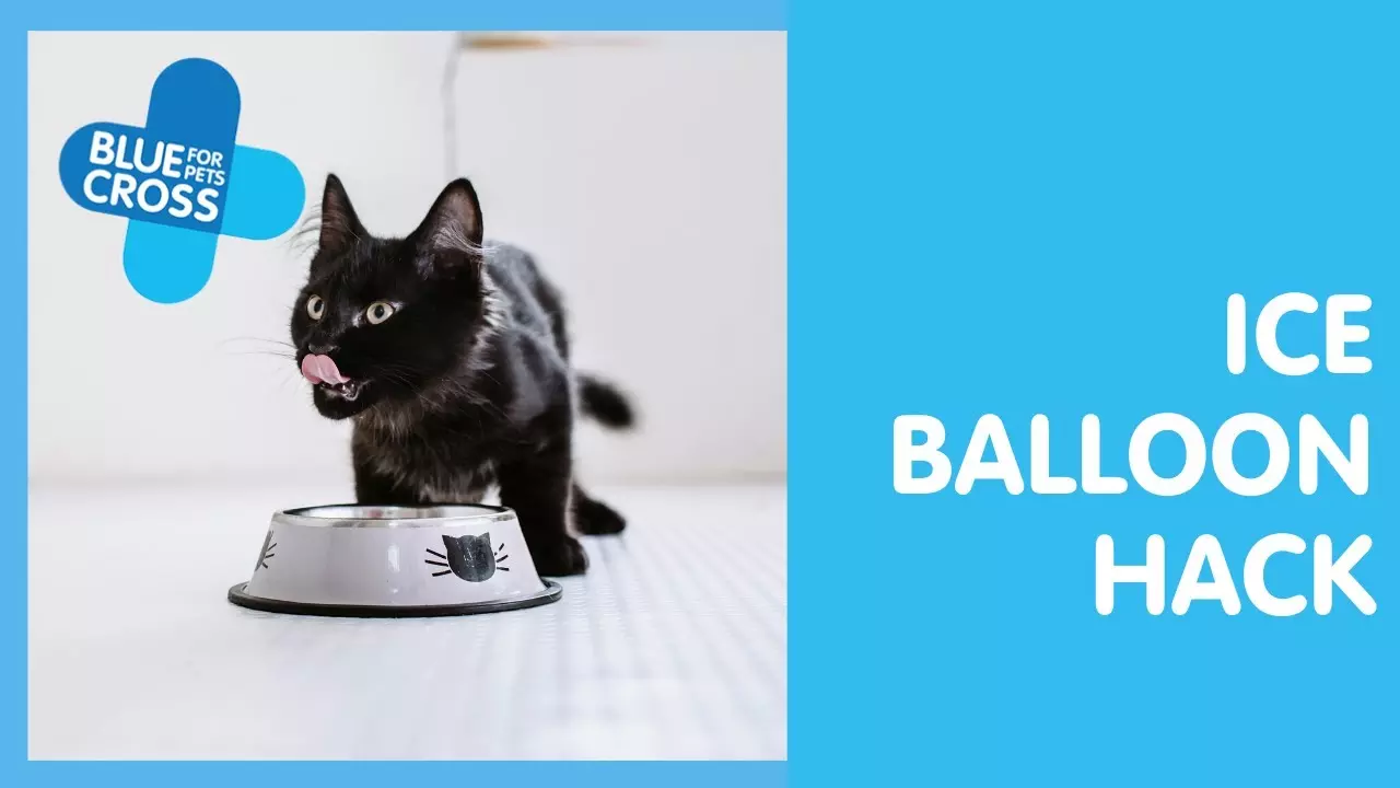 Cold cat treats online