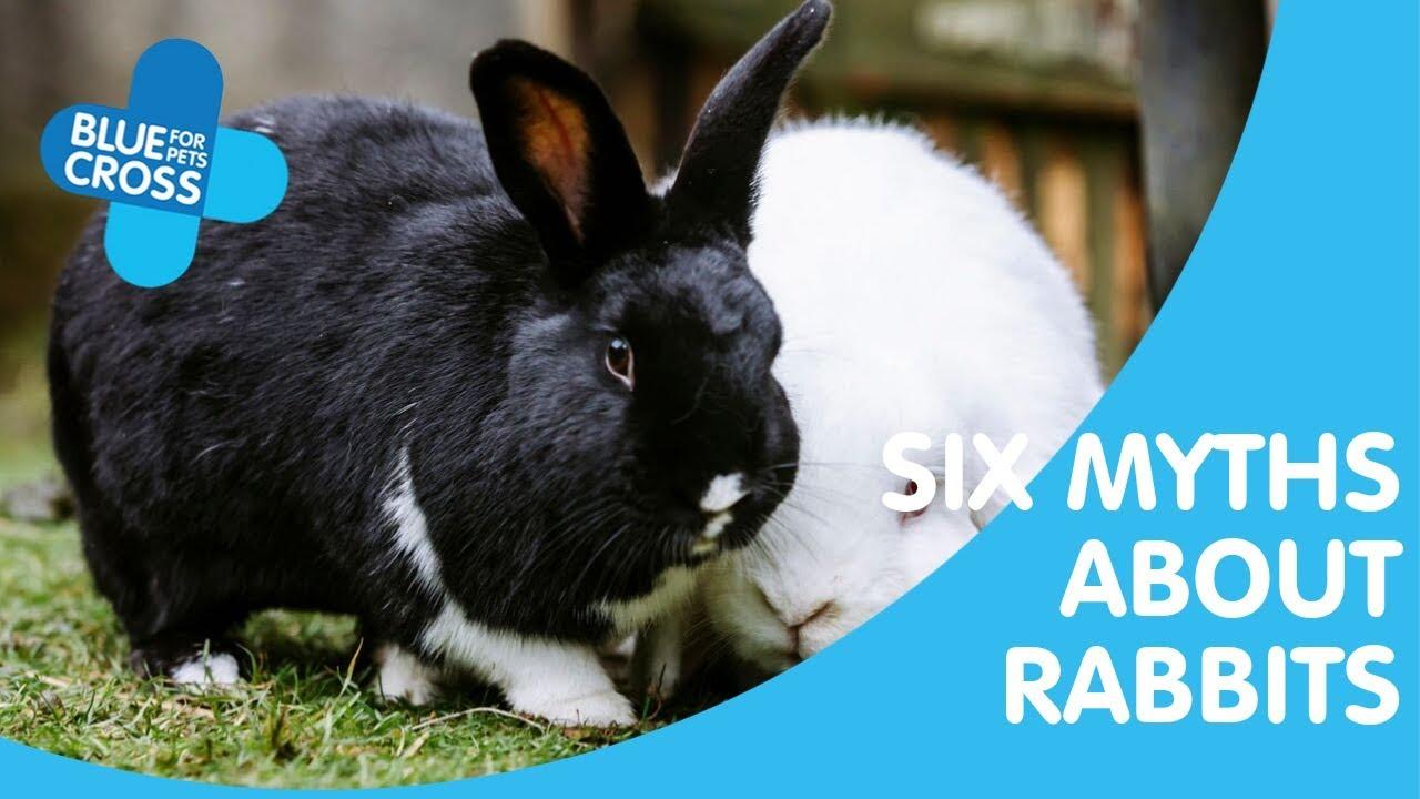 Facts about rabbits you probably didn't know! | Blue Cross