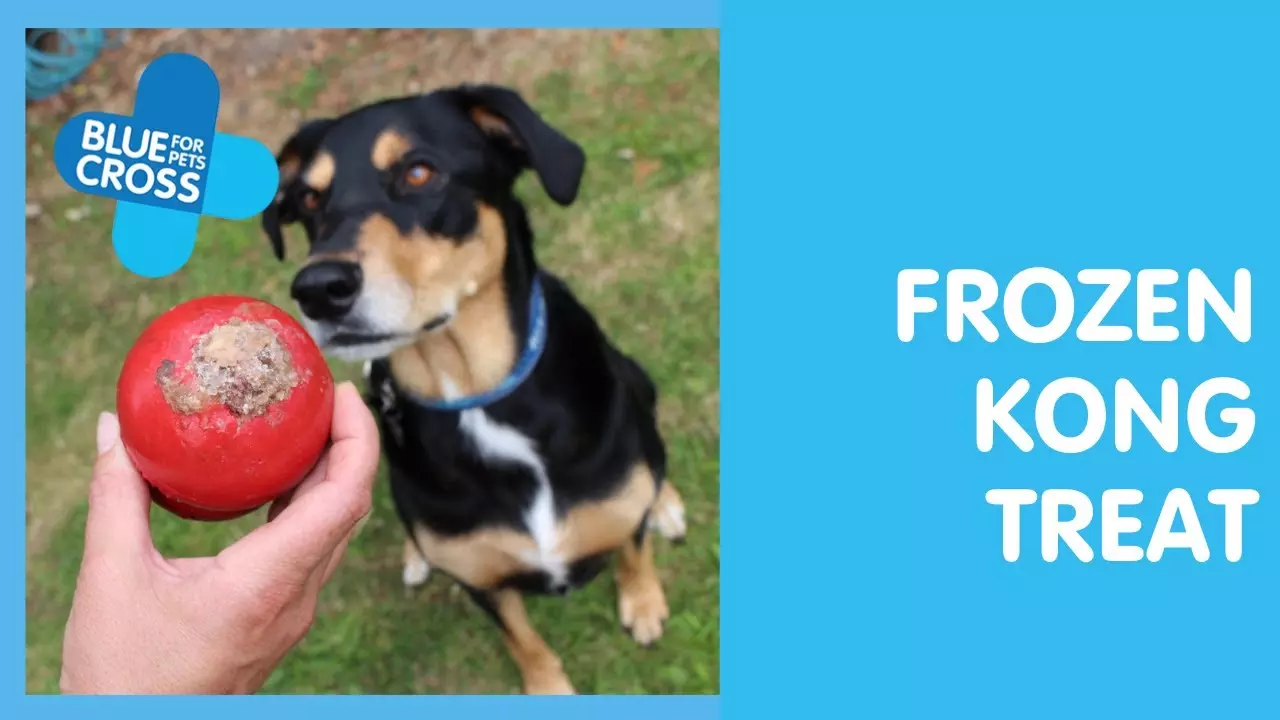 Top 10 Kong recipes for dogs Blue Cross