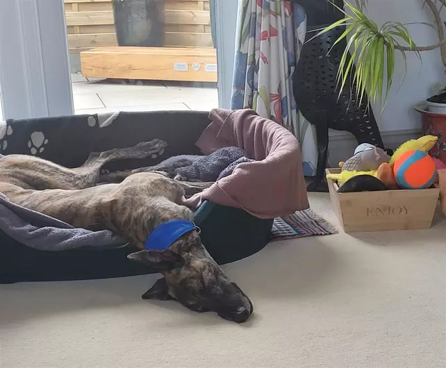 Ziggy, a 5 years old male Greyhound available for adoption from Blue Cross in Suffolk, East of England