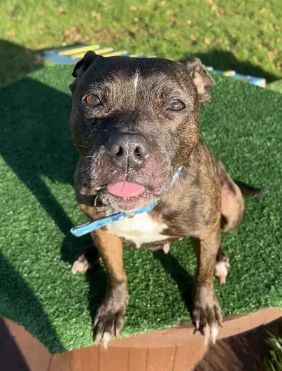 Belle, a 11 years old female Staffordshire Bull Terrier available for adoption from Blue Cross in Bromsgrove, West Midlands