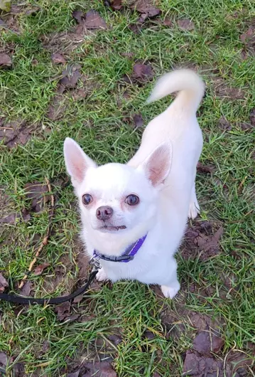 Bobby, a 9 years old male Chihuahua available for adoption from Blue Cross in Bromsgrove, West Midlands