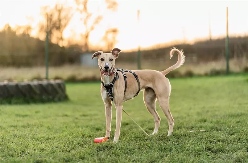Luna, a 2 years old female Whippet available for adoption from Blue Cross in Harpenden, Hertfordshire