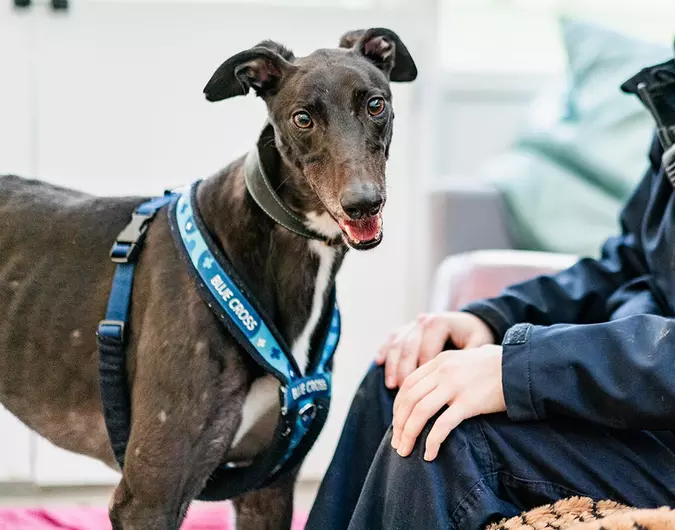 Mars, a 6 years old male Greyhound available for adoption from Blue Cross in Harpenden, Hertfordshire