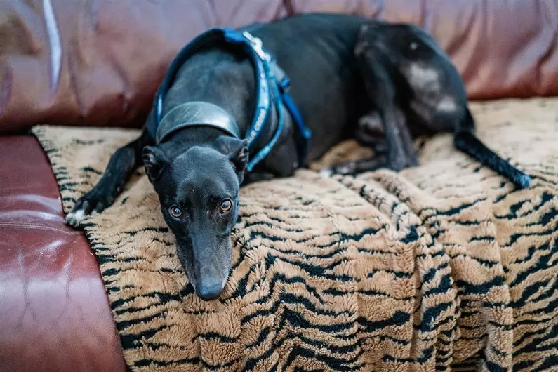 Mars, a 6 years old male Greyhound available for adoption from Blue Cross in Hertfordshire