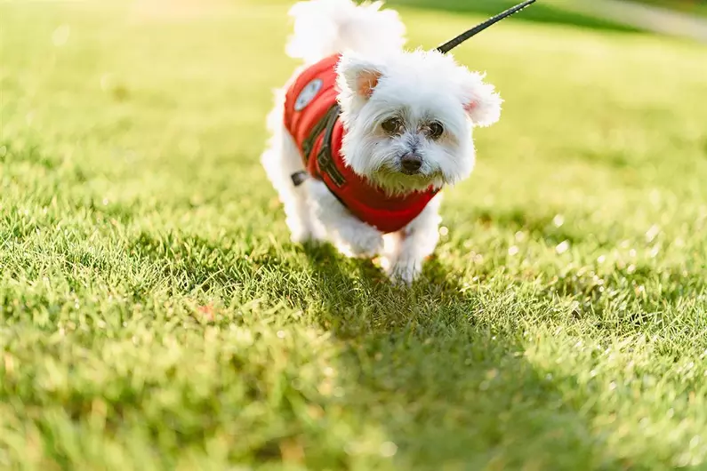 Maisie, a 14 years old female Maltese available for adoption from Blue Cross in Hertfordshire