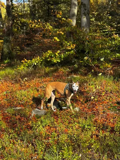 Brillopad, a 10 years old female Crossbreed available for adoption from Blue Cross in Newport, Wales