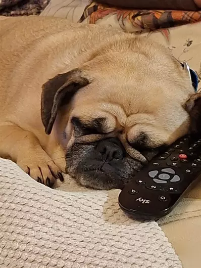 Gypsy & Kiki, a 6 years old female Pug available for adoption from Blue Cross in Devon
