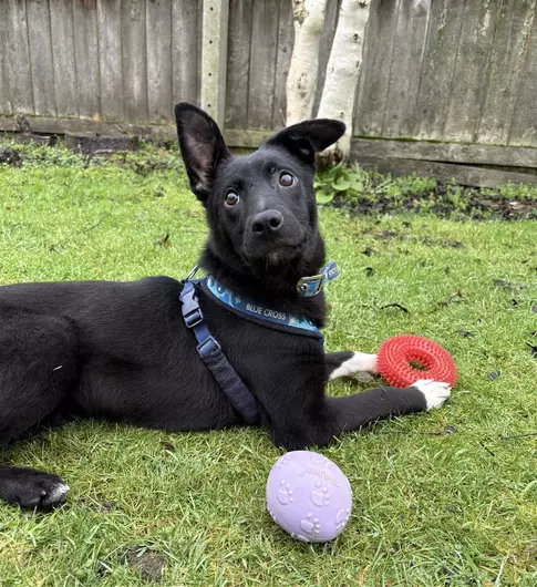 Doris, a 8 months old female Border Collie available for adoption from Blue Cross in Thirsk, North Yorkshire