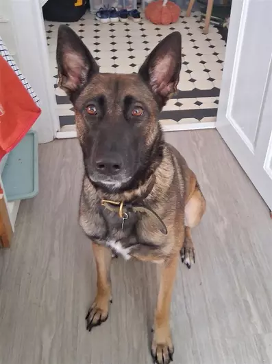 Luna, a 5 years old female Belgian Shepherd available for adoption from Blue Cross in Newport, Wales
