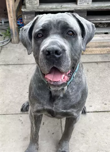 Rex, a 4 years old male Cane Corso available for adoption from Blue Cross in Bromsgrove, West Midlands