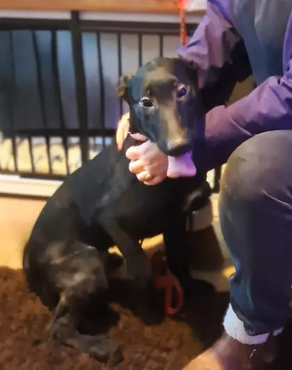 Bert, a 5 months old male Dutch Shepherd available for adoption from Blue Cross in Thirsk, North Yorkshire