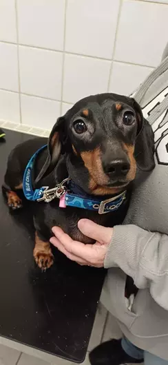 River, a 6 years old female Miniature Dachshund available for adoption from Blue Cross in Thirsk, North Yorkshire
