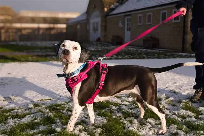 Jinny, a 4 years old female Border Collie available for adoption from Blue Cross in Burford, Oxfordshire