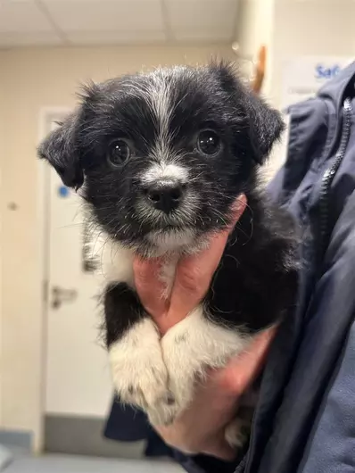 Lexi & Richie, a 1 month old female Crossbreed available for adoption from Blue Cross in Suffolk, East of England