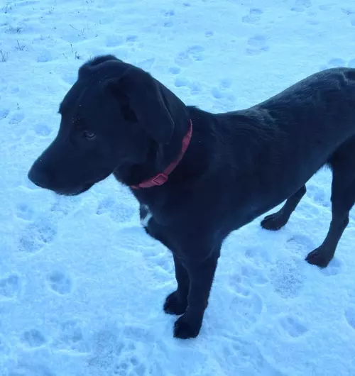 Bayley, a 11 months old male Labrador available for adoption from Blue Cross in Thirsk, North Yorkshire