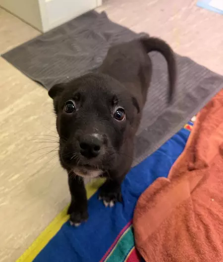 Wolfie, a 3 months old male Crossbreed available for adoption from Blue Cross in Thirsk, North Yorkshire