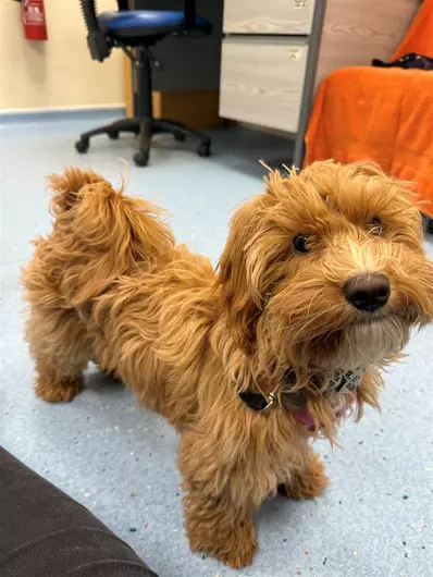Dolly, a 5 months old female Crossbreed available for adoption from Blue Cross in Southampton, Hampshire