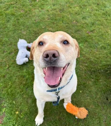 Buddy & Otto, a 10 years old male Labrador available for adoption from Blue Cross in Suffolk, East of England