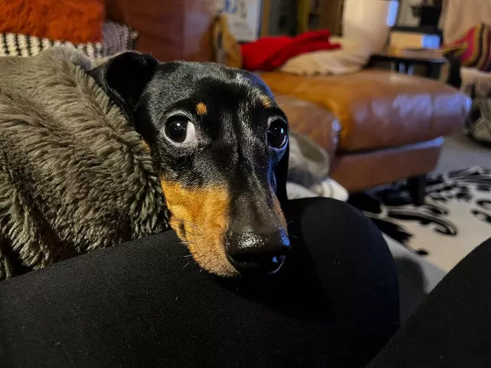Lady, a 4 years old female Miniature Dachshund available for adoption from Blue Cross in Thirsk, North Yorkshire