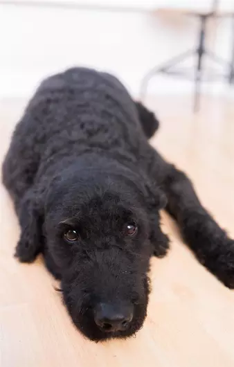 Moby, a 10 years old male Labrador X Poodle available for adoption from Blue Cross in Devon: Exeter rehoming, advice and behaviour unit, Devon