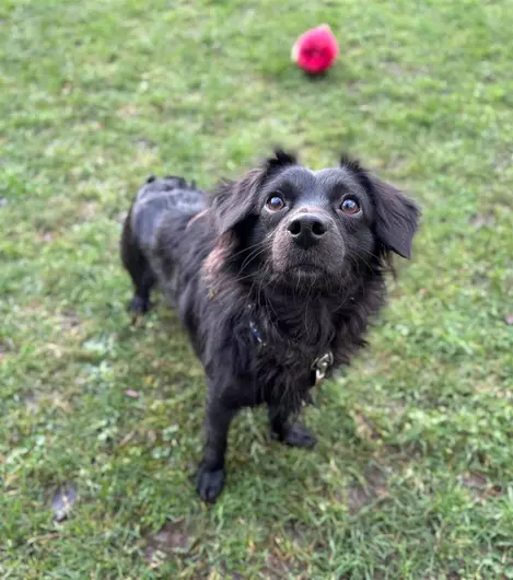 Plaito, a 2 years old male Crossbreed available for adoption from Blue Cross in Suffolk, East of England