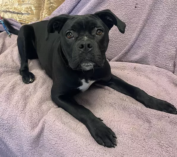 Daisy, a 7 months old female Crossbreed available for adoption from Blue Cross in Bromsgrove, West Midlands