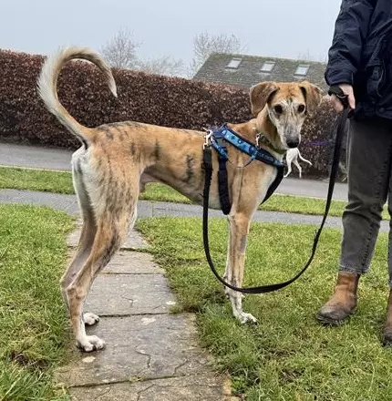 Barry, a 2 years old male Crossbreed available for adoption from Blue Cross in Burford, Oxfordshire