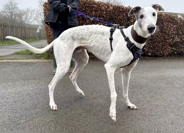 Sid, a 5 years old male Greyhound available for adoption from Blue Cross in Burford, Oxfordshire