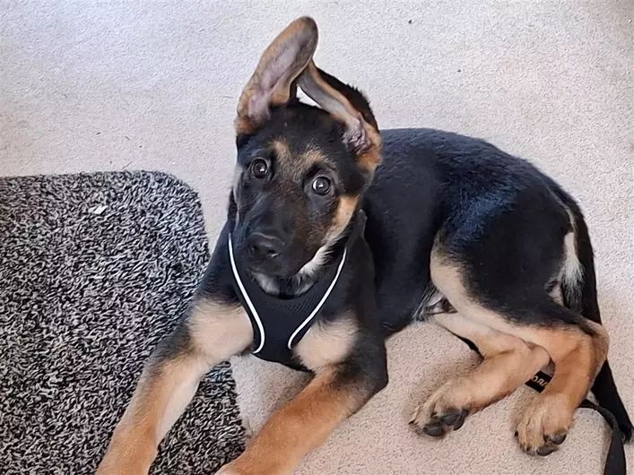 Saxon, a 3 months old male German Shepherd available for adoption from Blue Cross in Devon: Exeter rehoming, advice and behaviour unit, Devon