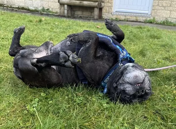 Merlot, a 10 years old male French Bulldog available for adoption from Blue Cross in Burford, Oxfordshire