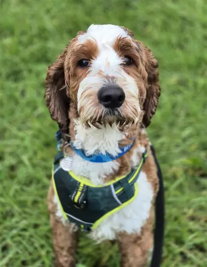 Teddy, a 2 years old male Cockapoo available for adoption from Blue Cross in Southampton, Hampshire