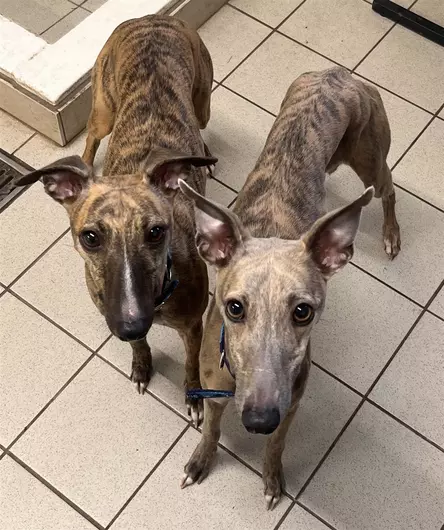 Lexi & Lorna, a 4 years old female Whippet available for adoption from Blue Cross in West Midlands