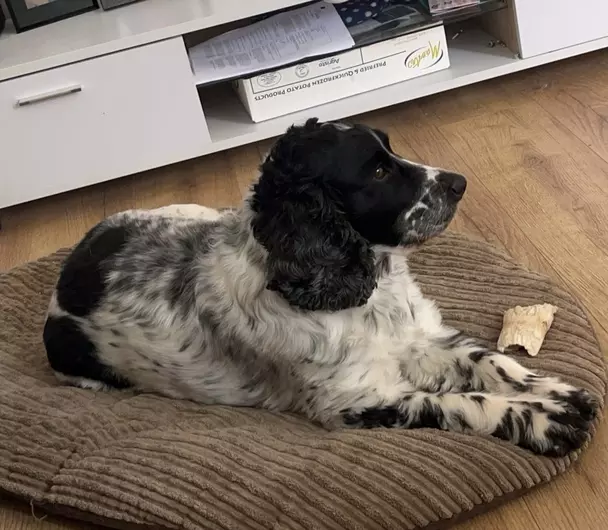 Blue, a 10 years old male Cocker Spaniel available for adoption from Blue Cross in Manchester, Greater Manchester