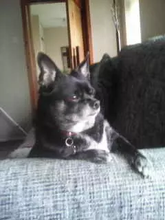 Butch, a 6 years old male Chihuahua available for adoption from Blue Cross in Bromsgrove, West Midlands