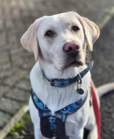Muffin, a 9 months old female Labrador available for adoption from Blue Cross in Southampton, Hampshire