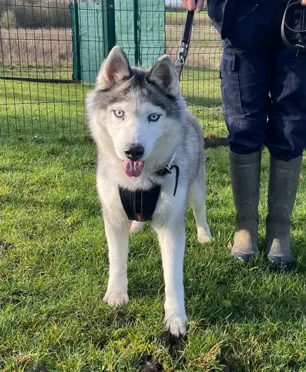 Rosa, a 12 years old female Siberian Husky available for adoption from Blue Cross in Hertfordshire