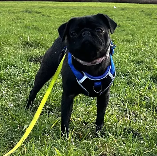 Poppy, a 8 months old female Pug available for adoption from Blue Cross in Burford, Oxfordshire