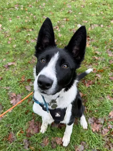 Percy, a 6 months old male Border Collie available for adoption from Blue Cross in Thirsk, North Yorkshire