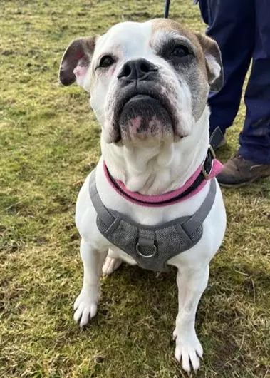 Waffles, a 9 years old female Boxer available for adoption from Blue Cross in Burford, Oxfordshire