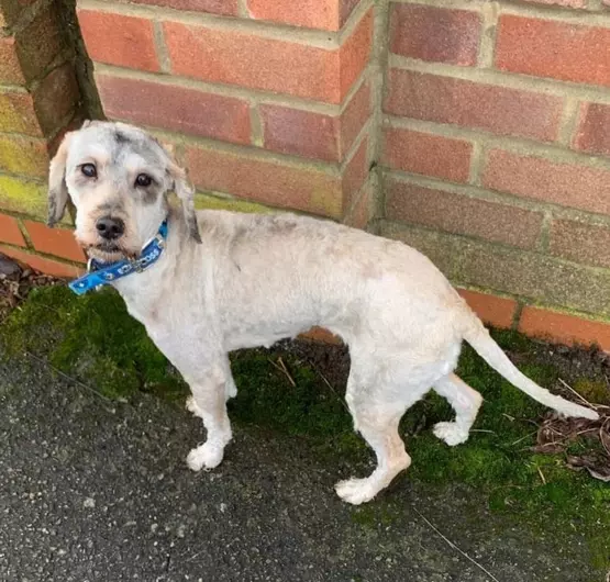 Daisy, a 2 years old female Cockapoo available for adoption from Blue Cross in Suffolk, East of England