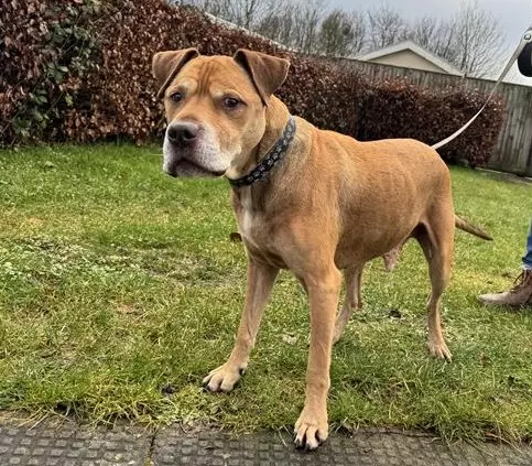Doobie, a 12 years old male Crossbreed available for adoption from Blue Cross in Burford, Oxfordshire