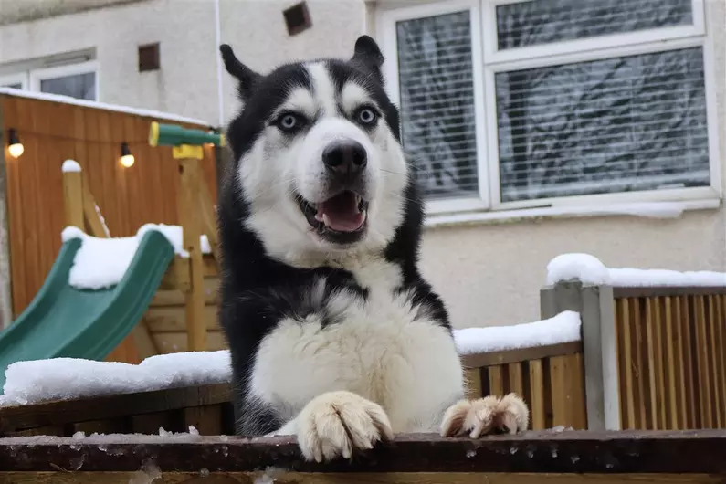 Lucario, a 5 years old male Siberian Husky available for adoption from Blue Cross in Thirsk, North Yorkshire