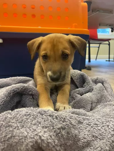 Peaches, a 2 months old female Unknown available for adoption from Blue Cross in Thirsk, North Yorkshire