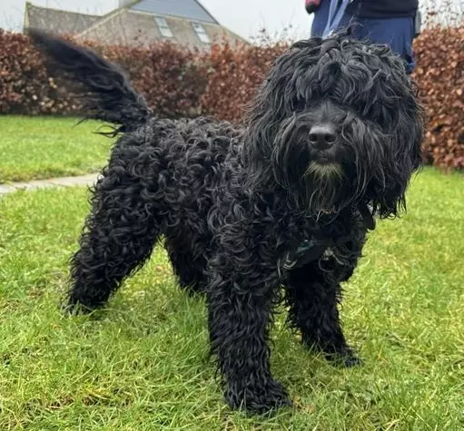 Chase, a 2 years old male Cockapoo available for adoption from Blue Cross in Burford, Oxfordshire