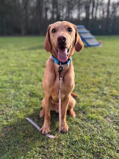 Barney, a 3 years old male Labrador available for adoption from Blue Cross in Suffolk, East of England