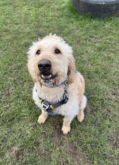 Murphy, a 5 years old male Labrador available for adoption from Blue Cross in Harpenden, Hertfordshire