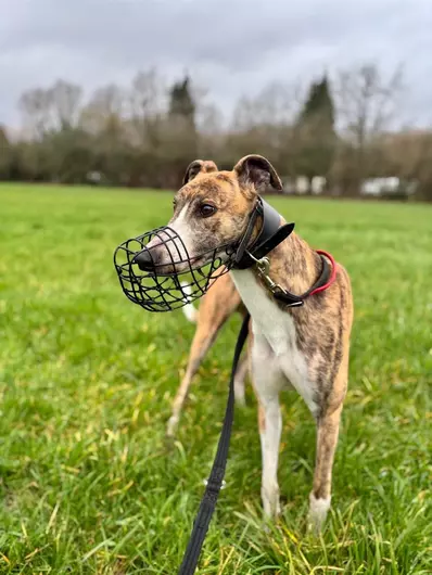 Claude, a 3 years old male Greyhound available for adoption from Blue Cross in Southampton, Hampshire
